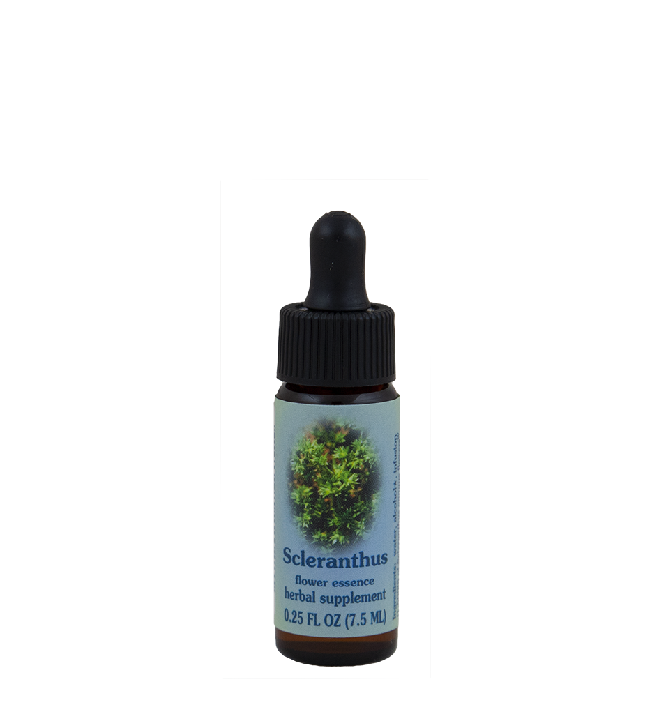 Scleranthus