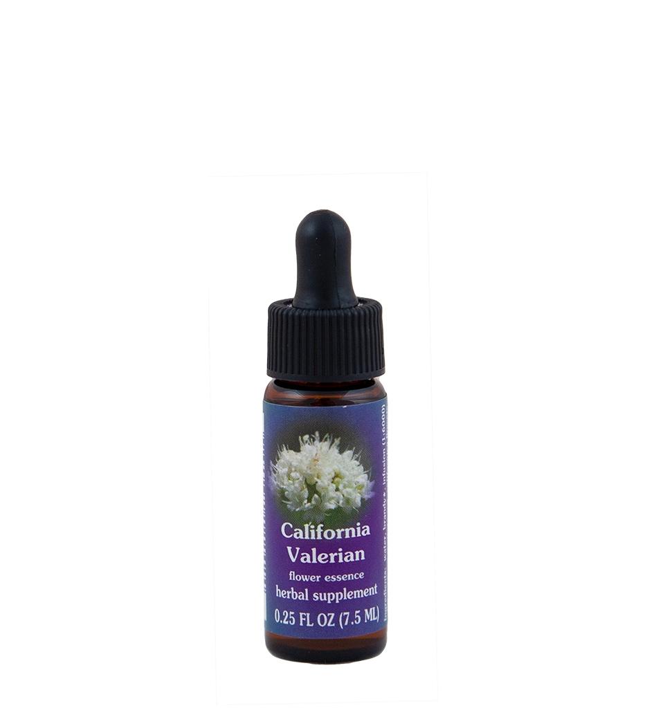 California Valerian