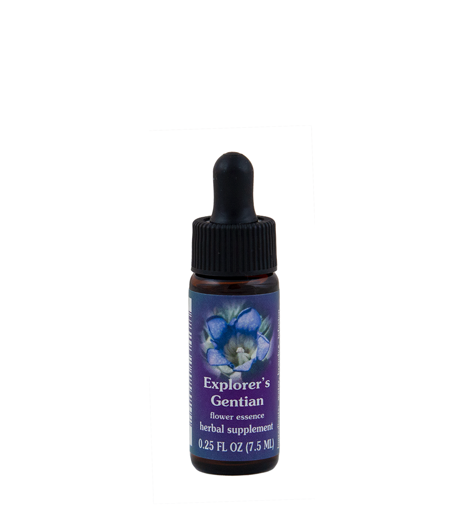 Explorer's Gentian