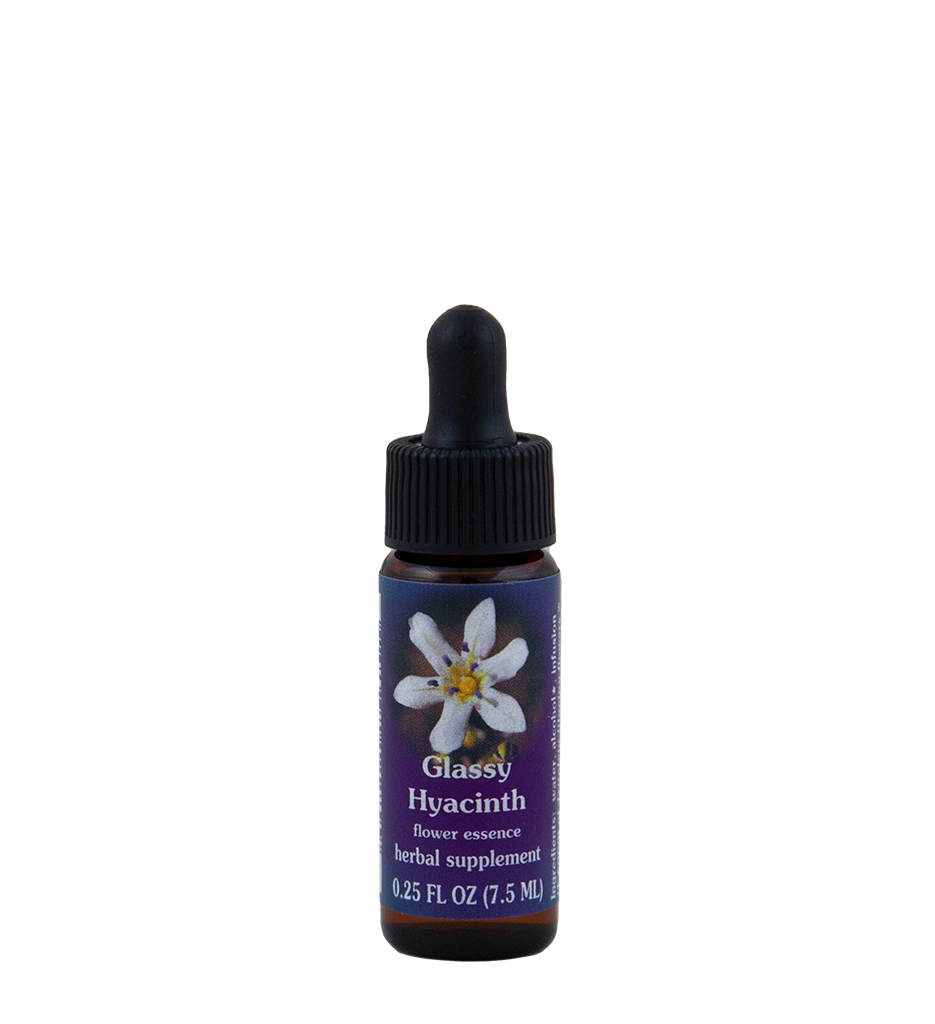 Glassy Hyacinth