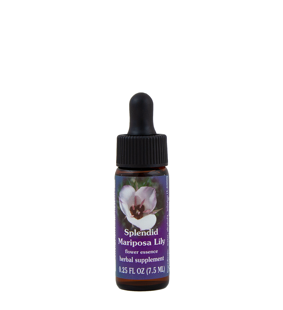 Splendid Mariposa Lily