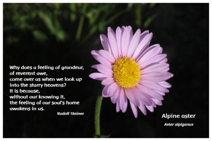 Flower Photo Print - Alpine Aster