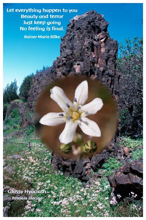 Flower Photo Print - Glassy Hyacinth