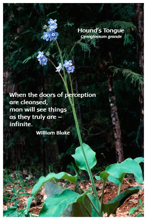 Flower Photo Print - Hound's Tongue