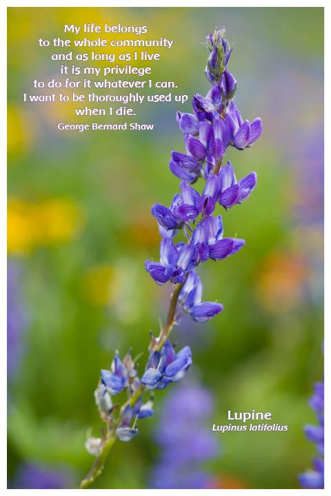 Flower Photo Print - Lupine