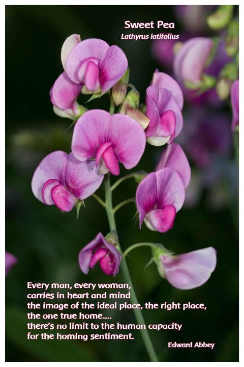 Flower Photo Print - Sweet Pea