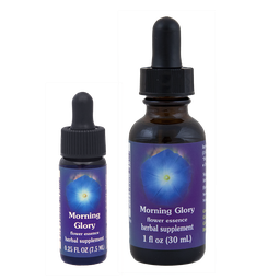 Morning Glory