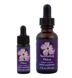 Spreading Phlox