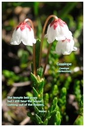 [FPCAS] Flower Photo Print - Cassiope