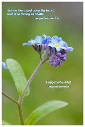 [FPFMN] Flower Photo Print - Forget-Me-Not