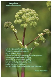 [FPANG] Flower Photo Print - Angelica