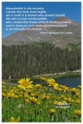 [FPARN] Flower Photo Print - Arnica