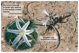 [FPDLI] Flower Photo Print - Desert Lily