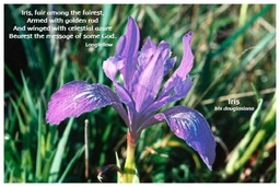 [FPIRI] Flower Photo Print - Iris